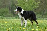 BORDER COLLIE 975